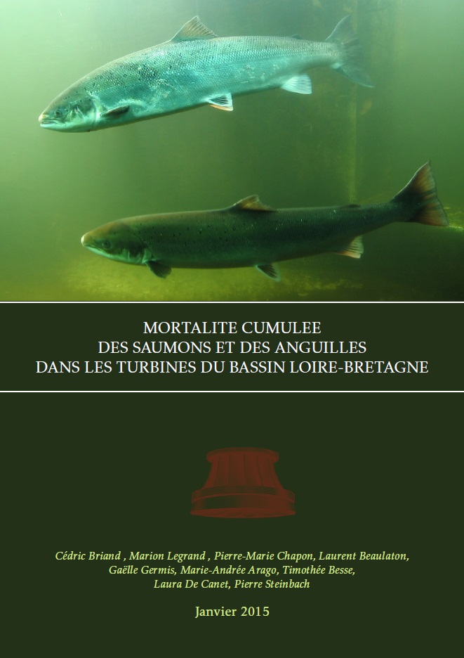 Parution du rapport « Mortalité cumulée des saumons et des anguilles dans les turbines du bassin Loire-Bretagne »