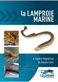 Icon of La lamproie marine