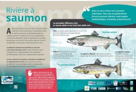 Panneau truite-saumon adultes