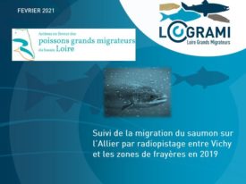 Suivi de la migration du saumon sur l'Allier par radiopistage entre Vichy et les zones de frayères en 2019