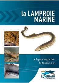 La lamproie marine