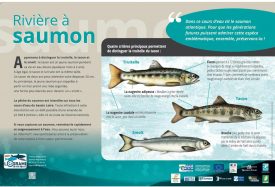 Panneau truite-saumon juvéniles