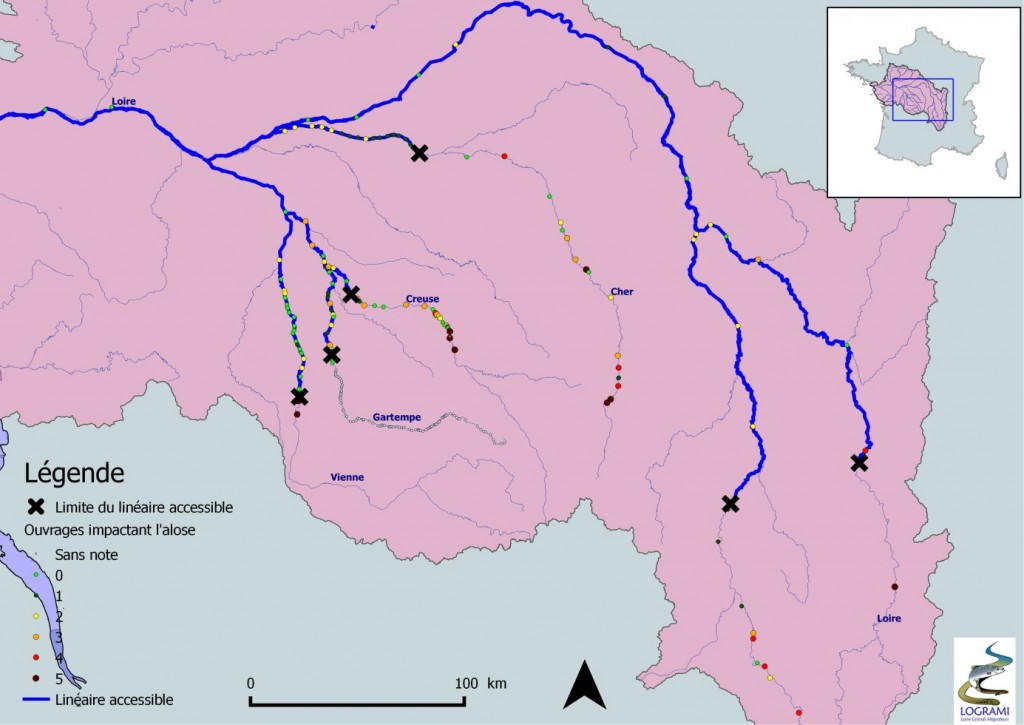 Linéaire accessible pour l'alose dans le bassin de la Loire (Source : ONEMA, 2014 – Réalisation : LOGRAMI, 2014)