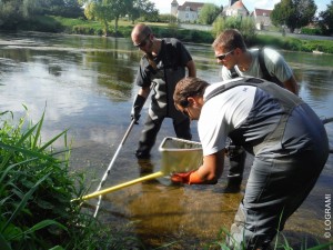 Pêche ammocètes sur la Vienne