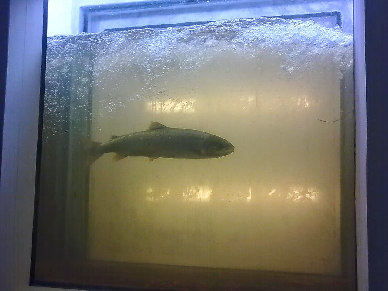 Un saumon à Roanne