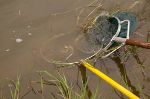 Anguille capturée par pêche électrique