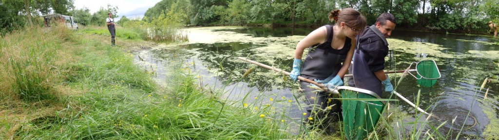 Recherche des anguillettes dans un bras mort de la Loire