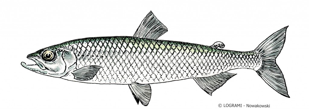 Eperlan