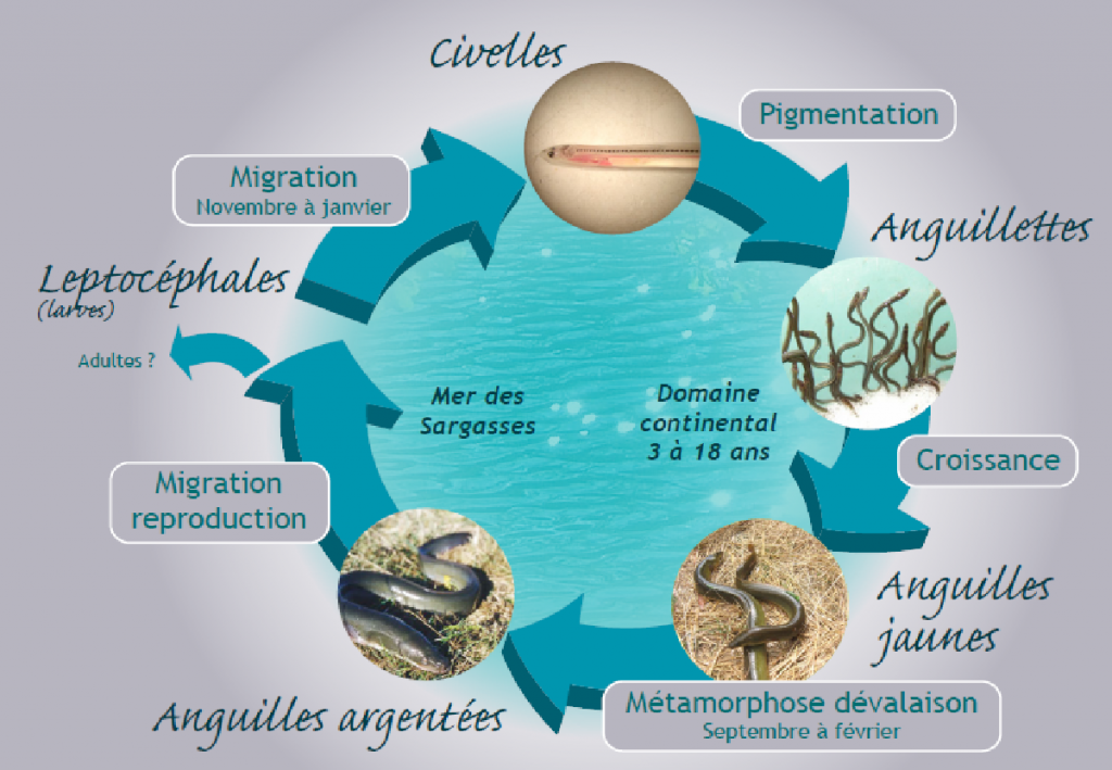 Cycle biologique l’anguille européenne (Source : LOGRAMI)