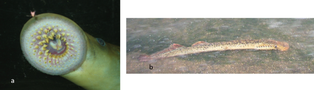 Photographies d’un disque buccal de lamproie marine (a : Bach) et d’un individu (b : Viallard)