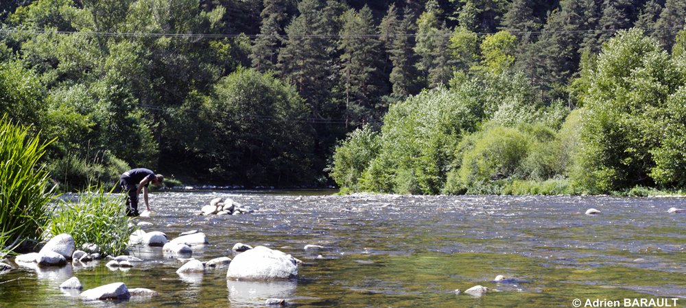 Remise à l'eau des tacons après biométrie 