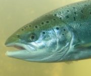 Les indicateurs du saumon