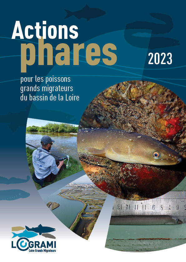 Actions Phares 2023 : l’anguille à l’honneur mais pas que…